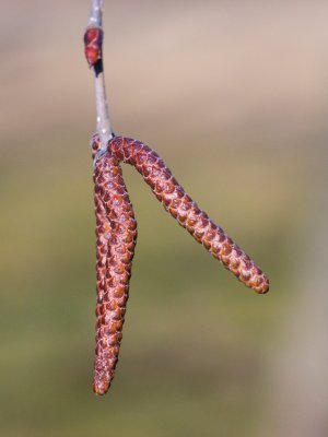 Betula jacquemontii - bříza jacquemontova - květenství